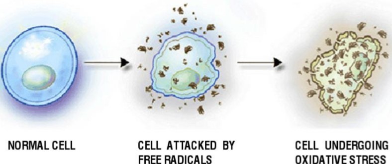 Cell Destruction Picture Cell Destruction Picture